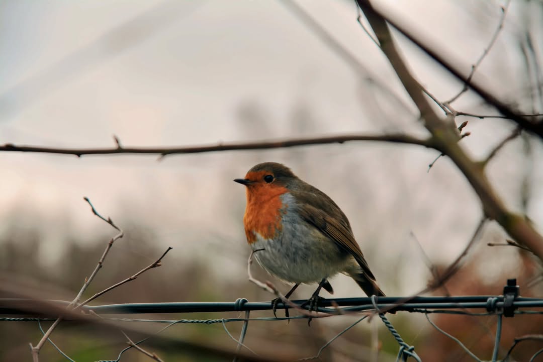 Sean Bennett snapped this robin at the Wildwood Trust at Canterbury Zoo. It's today's #PhotoOfTheDay 📸