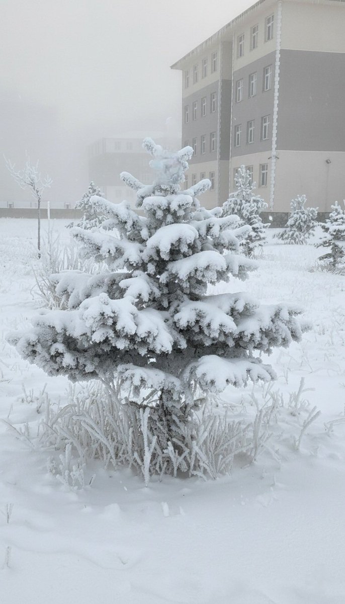 Bizim yılbaşı ağacımız ancak böyle olur 😄