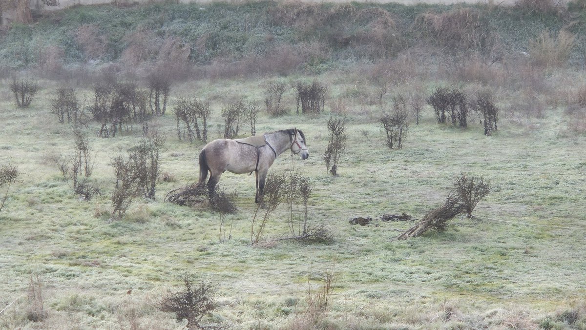 Kırağıda bekleyen bir at ne düşünür? 

O atın gözünden insanı dinleseydik, atın gözlerine bakamazdık.

📷 S.T. #anlık