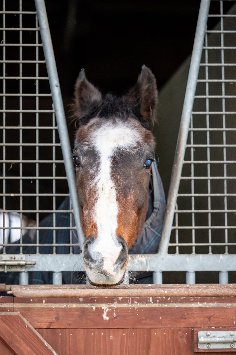 しろまる (@shiro1maru) / Posts / X