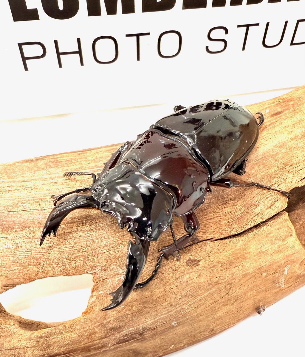 年内ギリの入荷です 赤レギ♂60〜70upペア 大顎ストレート血統♂70up