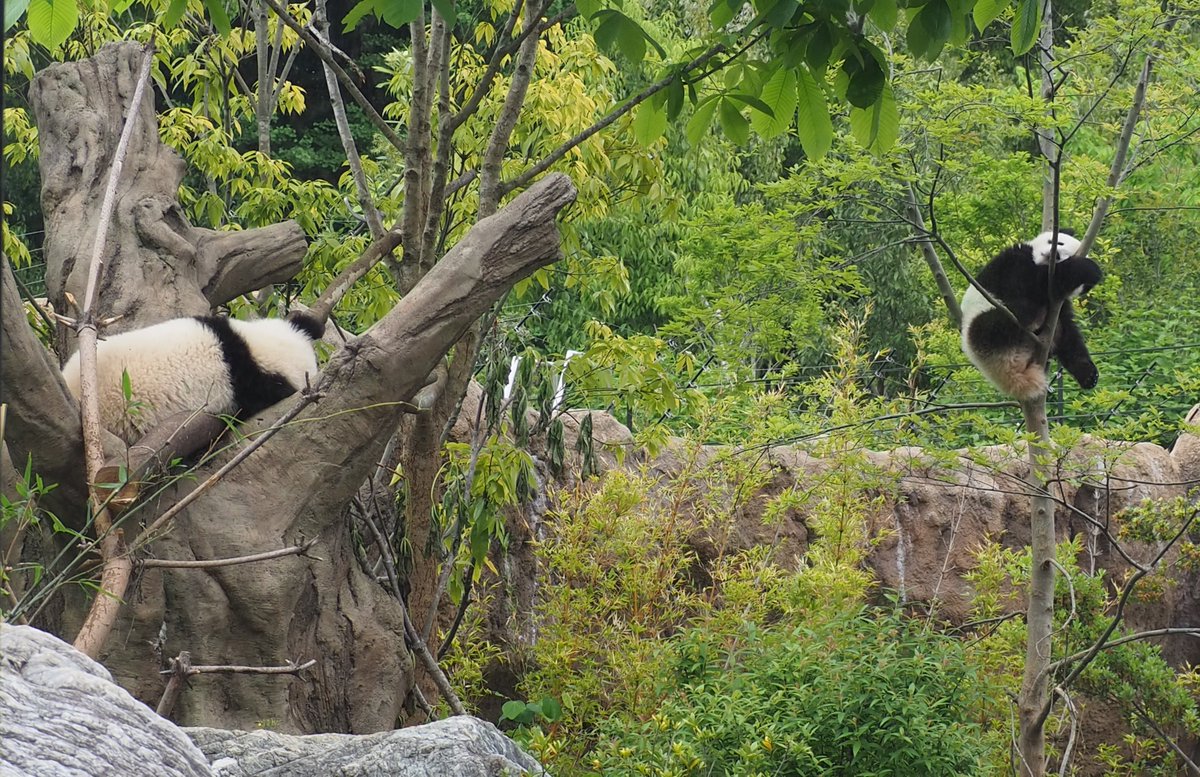 覚えていてね☺️ここはずっと2人🐼💚🐼🧡の生まれ故郷パンダの森🌲🌳
夢のようなひと時を一緒に過ごせた幸せをありがとう🍀
飼育員さんとお正月をゆったり過ごしてね💞

皆様よいお年をお迎えください

#シャオシャオ #暁暁
#レイレイ #蕾蕾