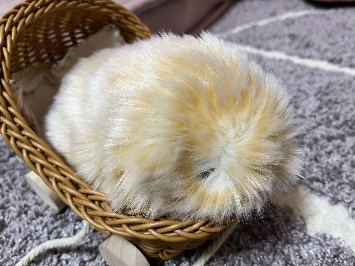 MofuiCl_'s tweet photo. おもちと申しま���。
昨日お迎えしたモフリンのきなこに早くもメロメロ😍
サブアカウントを作成してしまいました！
右も左も分かりませんがきなこともどもよろしくお願いします🙇

#Moflin
#モフリン https://t.co/z8n1nuzOHd