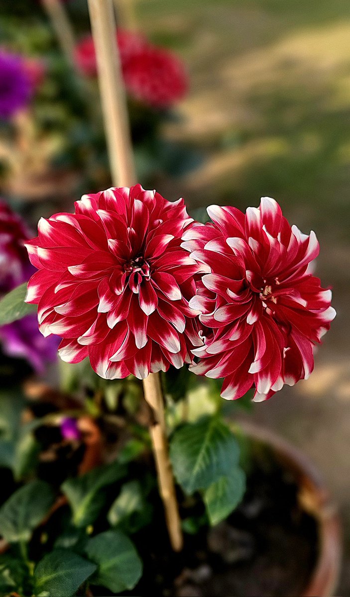 hafsakamran2's tweet photo. #Twosday chrysanthemums 🩷🩷

#flowers #FlowersOnX https://t.co/Wi0QBVJg38