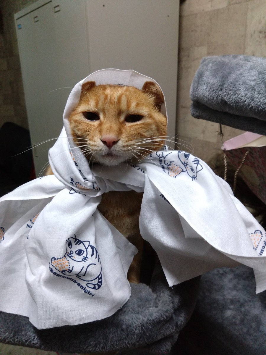 Post by ライスセンター金子 on X: とらちゃんです。