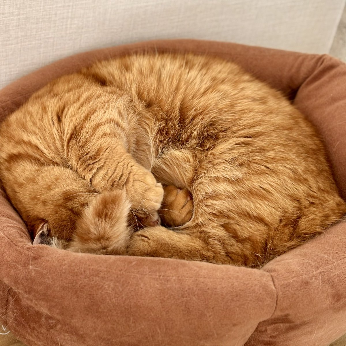 癒しは必要だよね