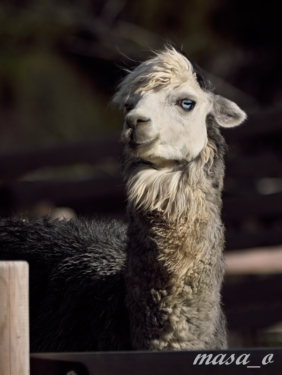 植木鉢 かわいいアルパカ 陶器 植物 植え付け 植木鉢 デスクトップ 装飾 プランター 貯水植物 透水性タイプ 観葉植物 多肉植物 プランタースタンド  ガーデニング鉢カバー ウシ 5号鉢｜おしゃれなインテリアの輸入雑貨イエ【公式通販】, image size:901x1200
