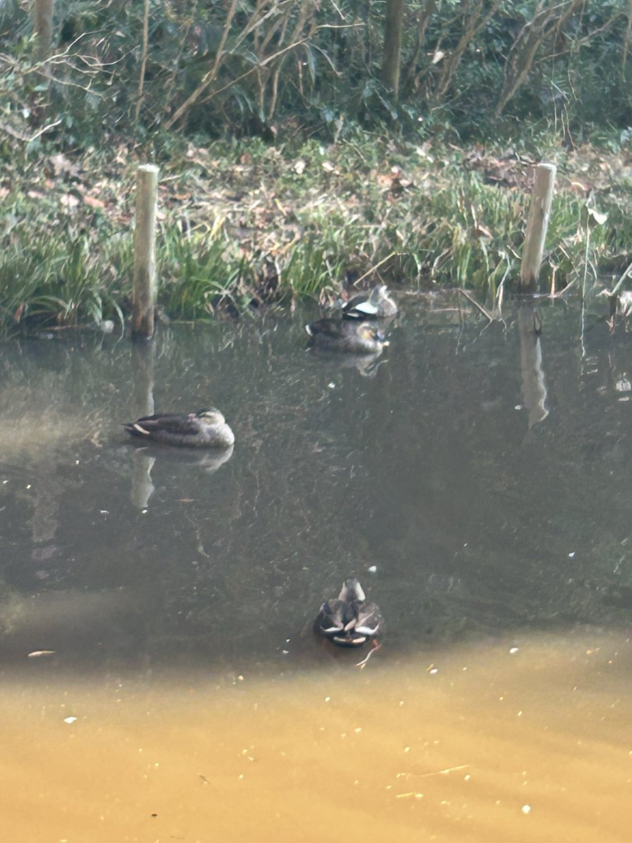 Post by 🌭hotdog_japan🌭冬 on X: 今日の散歩