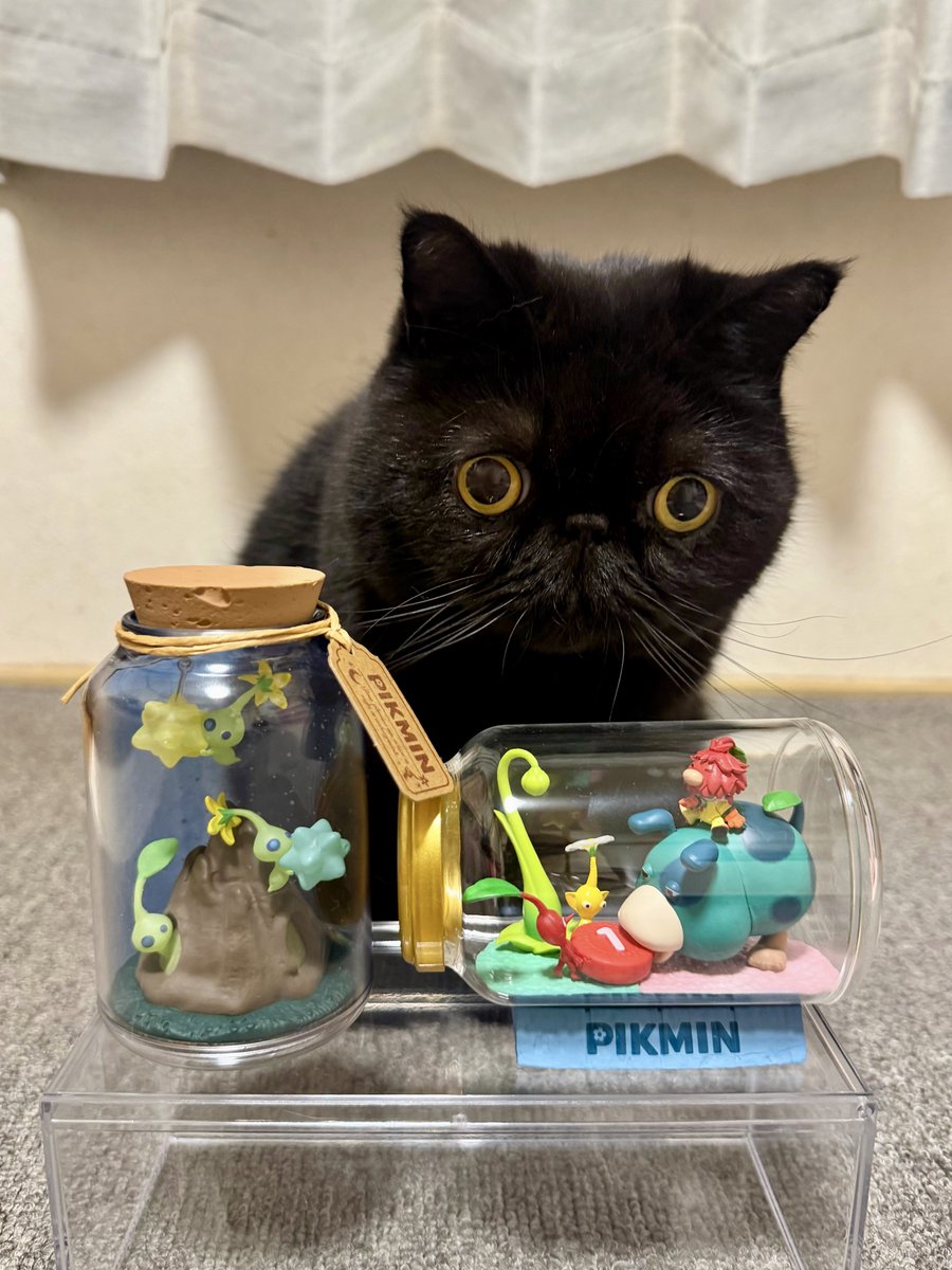 t-famしぃちゃんページ しぃちゃん (@shi_chan347) / Posts / X