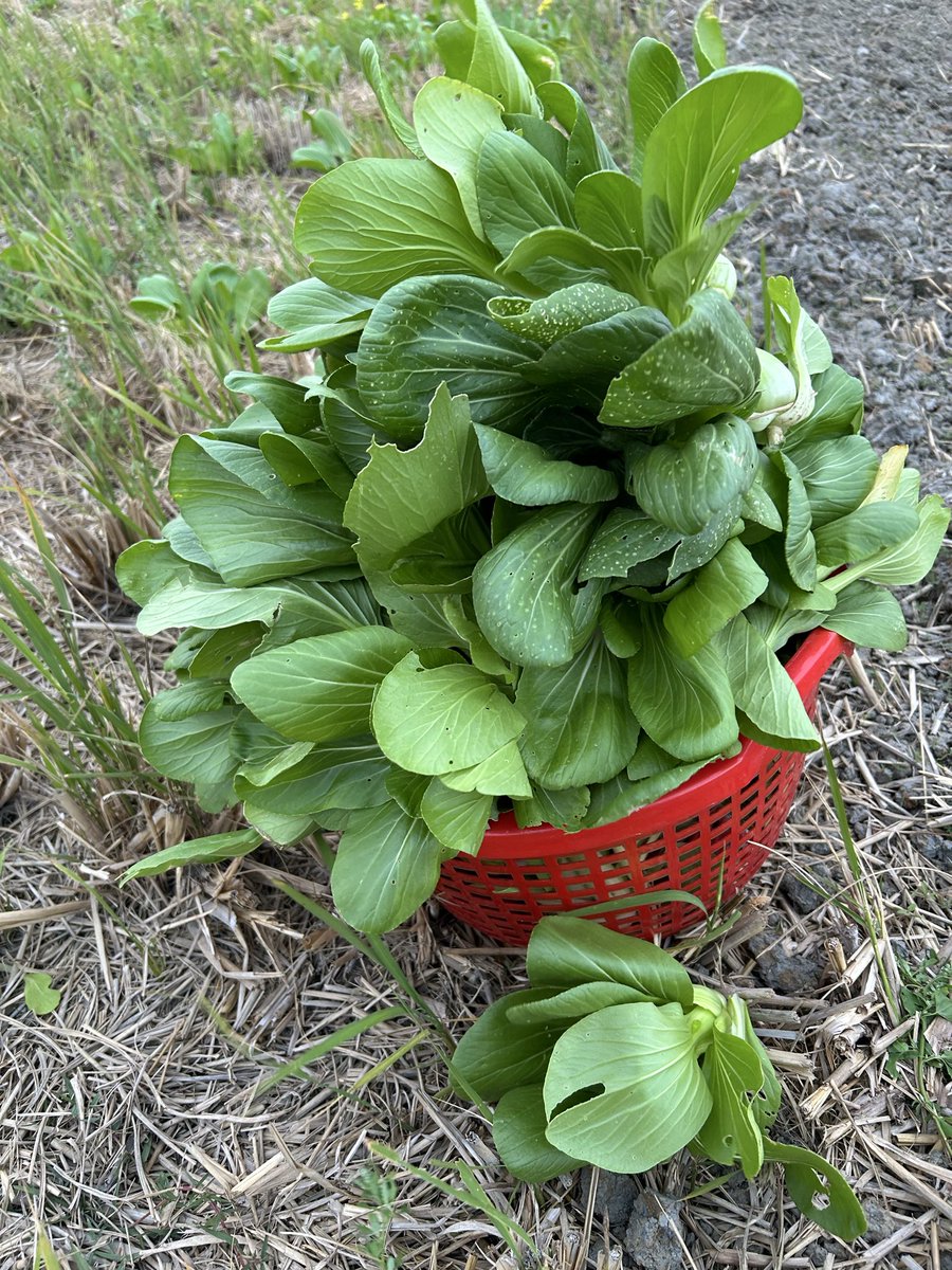 這要吃到什麼時候⋯⋯😅