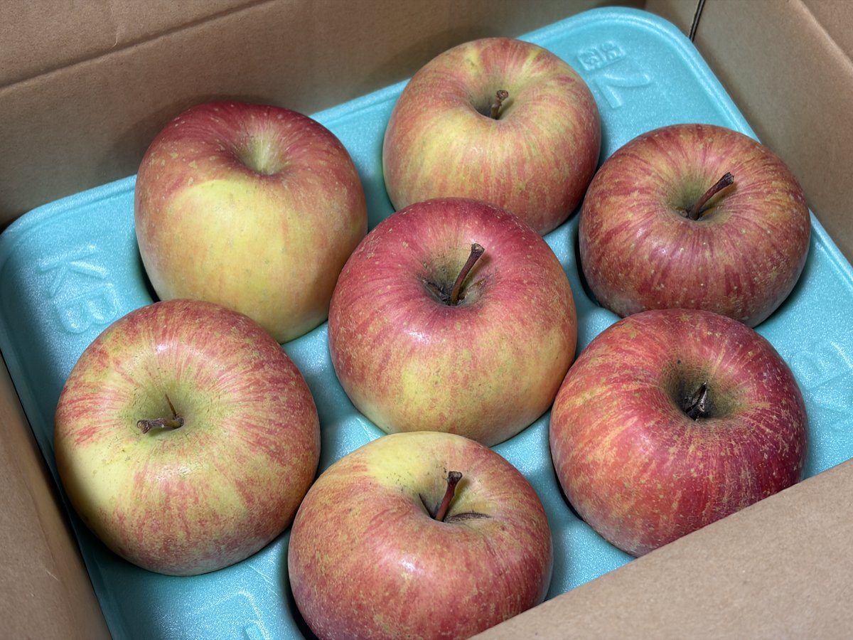 Headwolf-JP (@headwolfjapan) / Posts / X