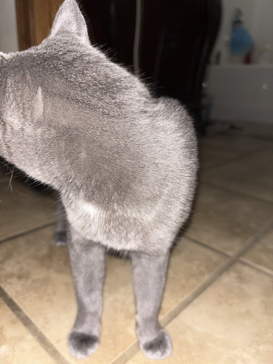 TriBailey tweet media