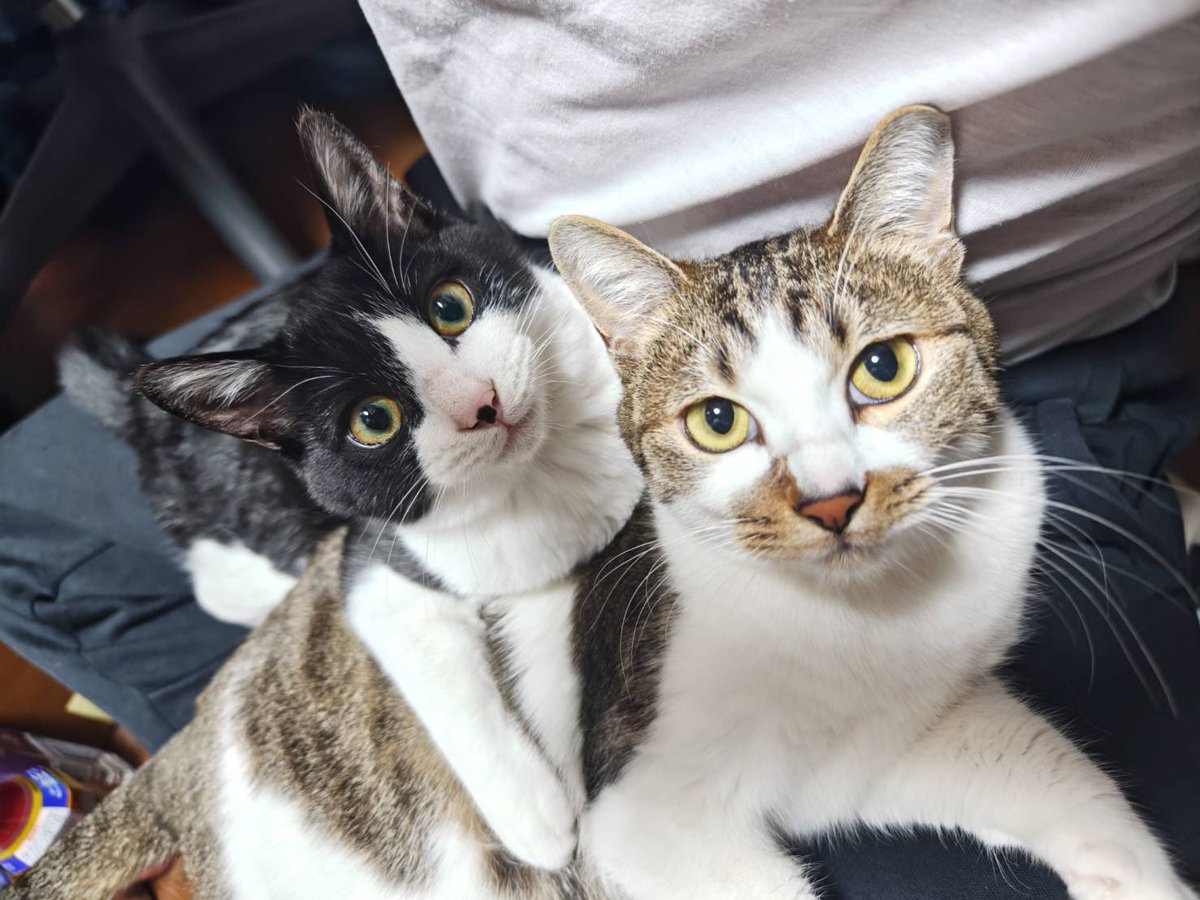 子猫もムチムチしてきた