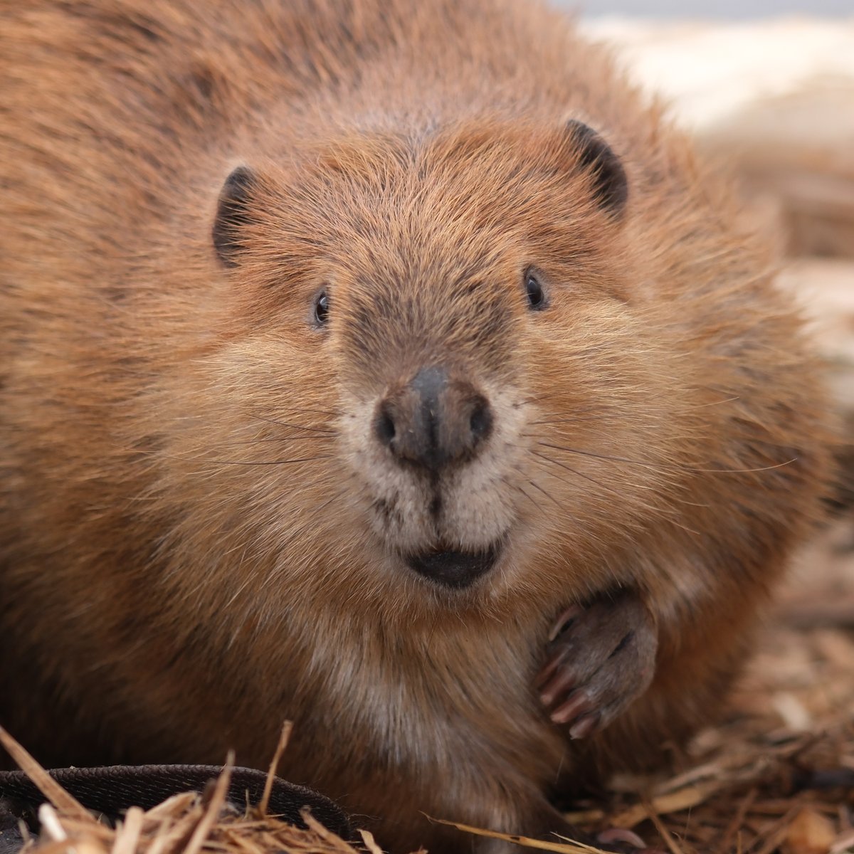 IS (@ISisIIIISSSS) / Posts / X