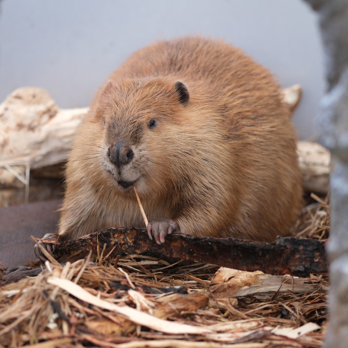 ®️様確認ハスキー　ラブラドール　龍 音卿の精霊龍ラフルルラブ/「未来から来る、だからミラクル」金