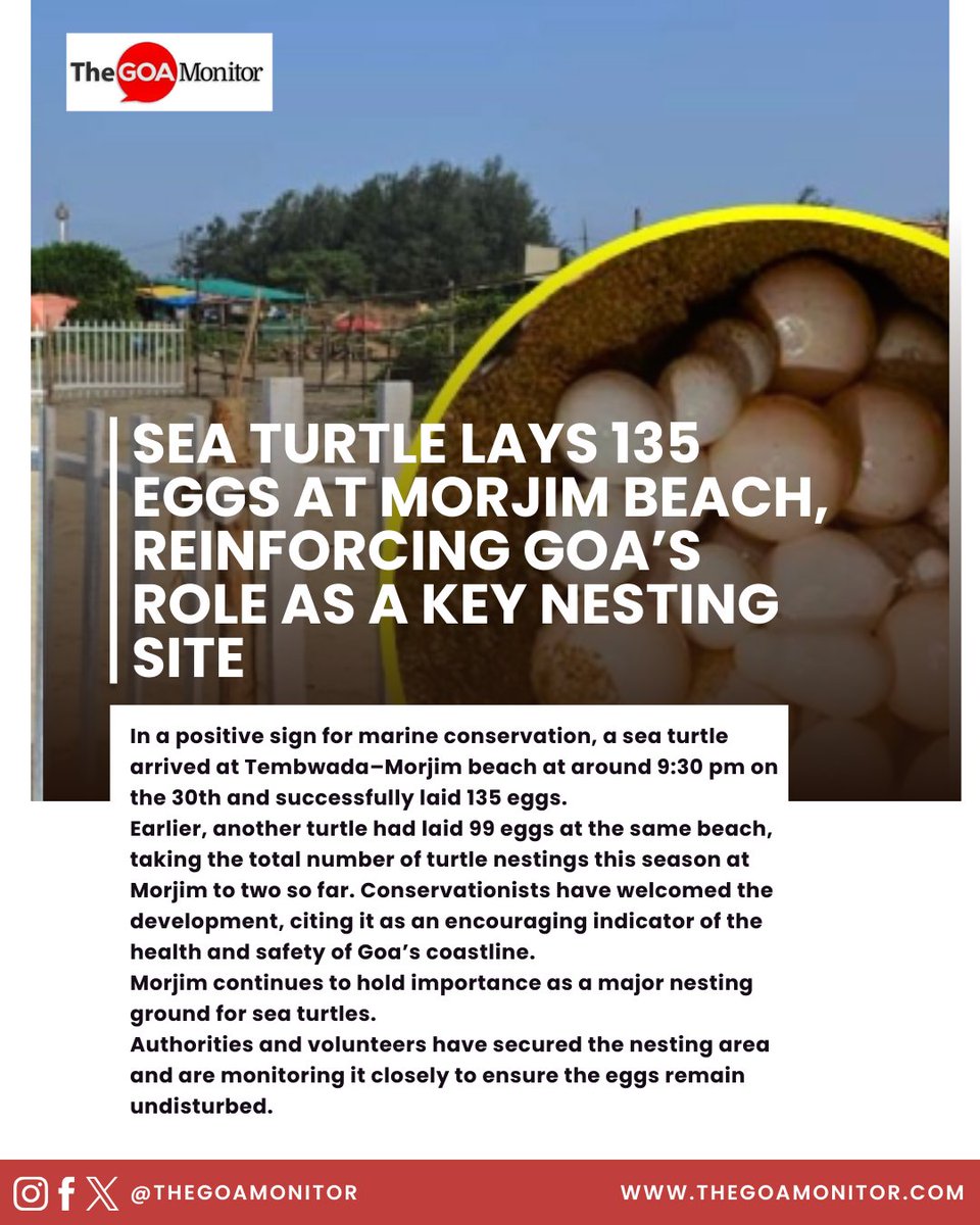 thegoamonitor's tweet image. A sea turtle laid 135 eggs at Tembwada–Morjim beach, strengthening Goa’s status as a key nesting site.
Morjim recorded a record 206 turtle nestings last year.

#SeaTurtles #MorjimBeach #GoaNews #MarineConservation #Biodiversity #TheGoaMonitor