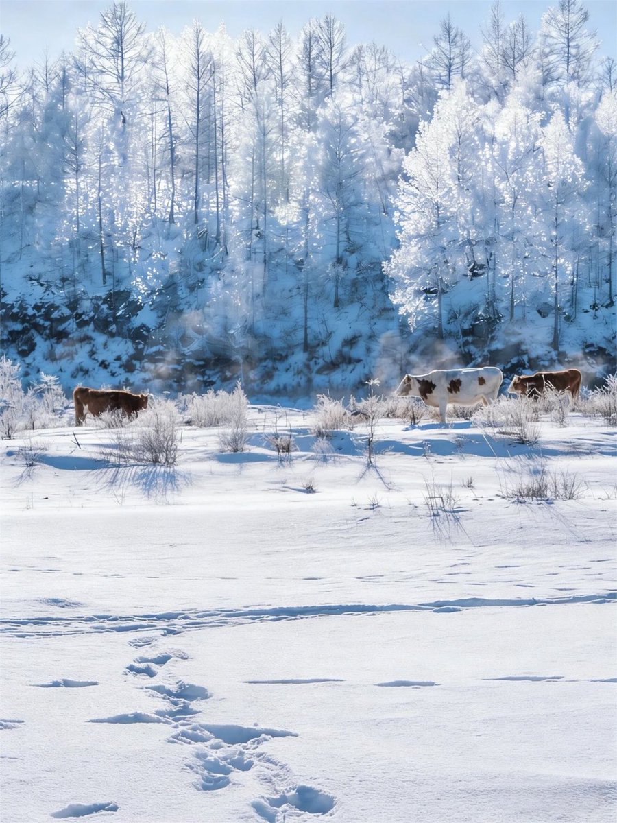 Shadowmoveup's tweet image. 想去看雪