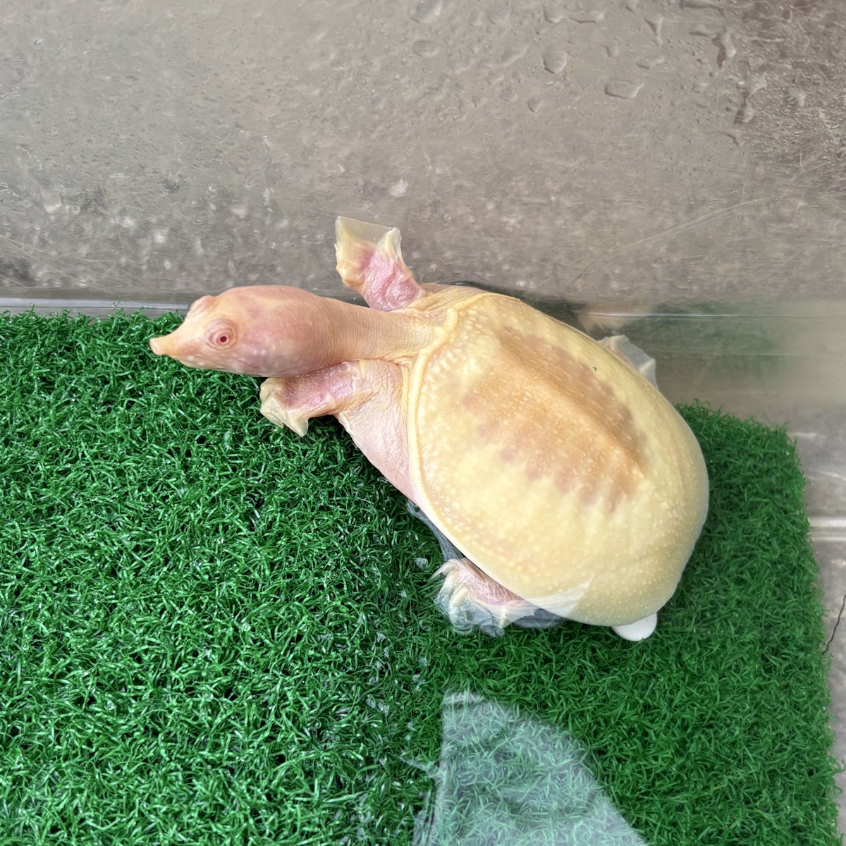 亀との暮らし tweet media