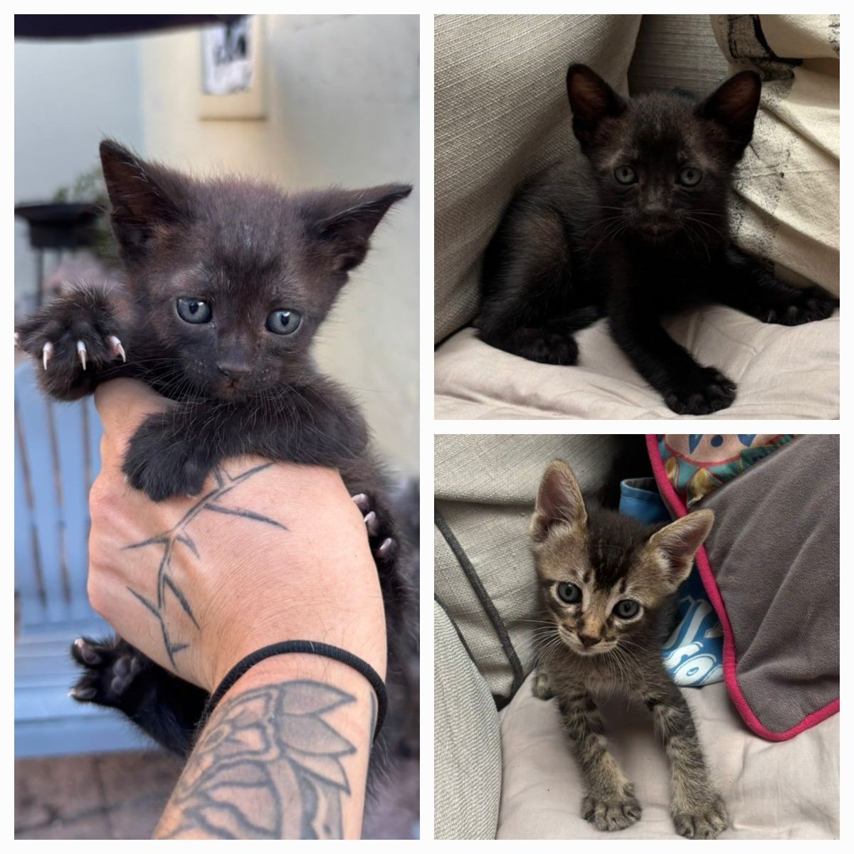 GATITOS EN ADOPCION EN TIGRE
3 Gatitos de 6 semanas en adopción responsable. Bomboncitos listos en breve para irse a sus casas. Escribile a Tomi 11 5945-2364

#GatitosenadopciondefansZONANORTE