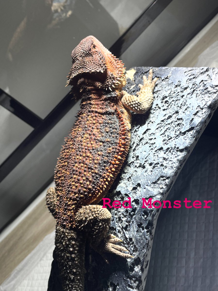 Red_Bearded_Dr's tweet photo. まだまだチビだけど、
順調に大きくなってるんダナー👻

色も凄みがでてきた🤩
Monsterとしての威厳も
やはりじわじわ溢れて来たんダナー🤣

#redmonster
#darkred
#ダークレッド
#ダナー
#フトアゴ https://t.co/yUU92z1PcZ