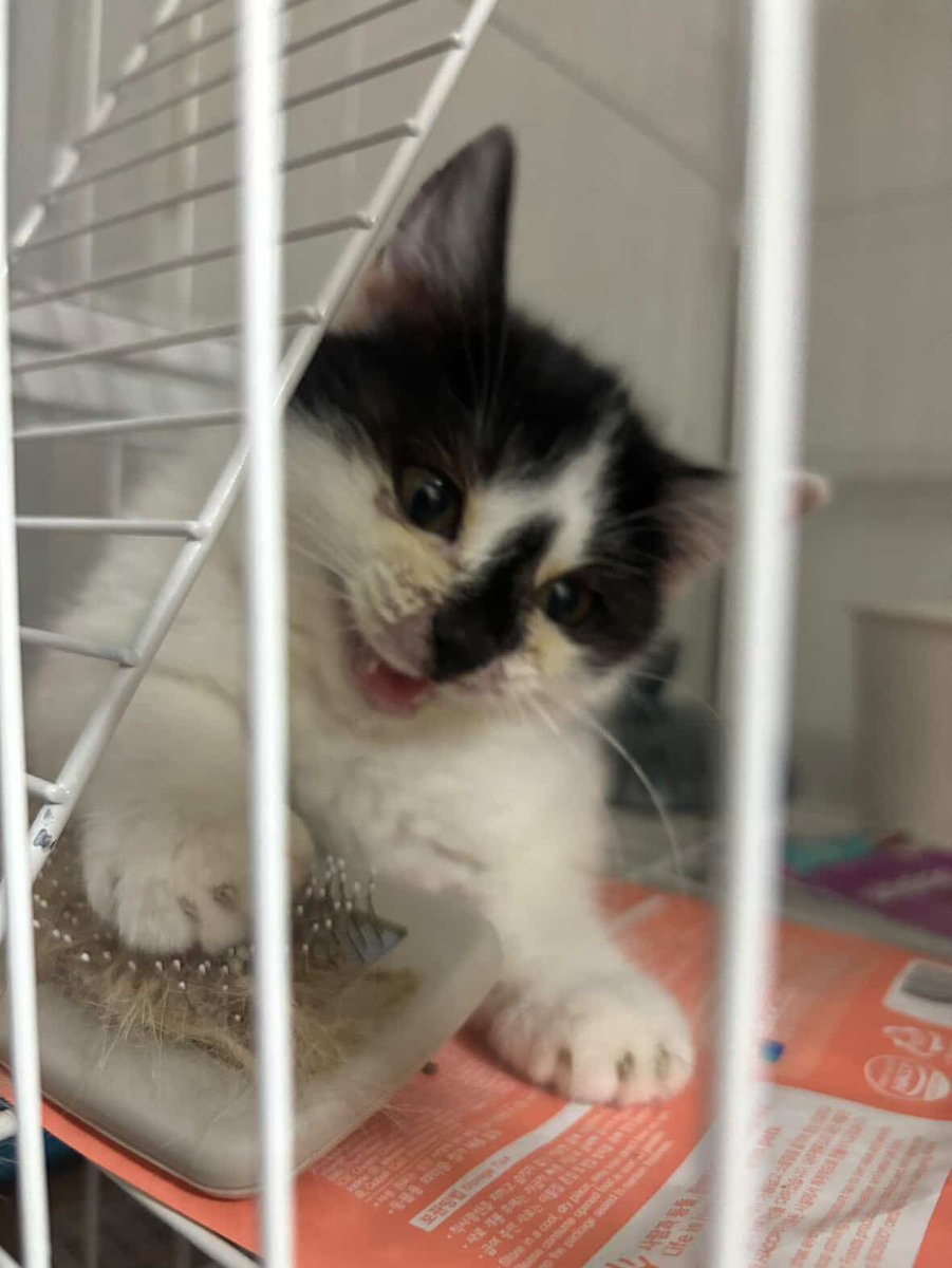 #가족찾는곰디

킬 킬 킬 ... 
나도 맹수 다 ... 킬 킬 킬...