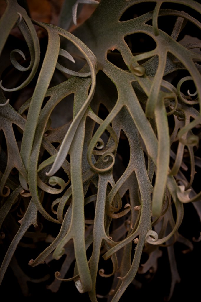 間違いなく超良くなる株

P. willinckii 'Blue Queen' spore Dwarf select (bf#3)