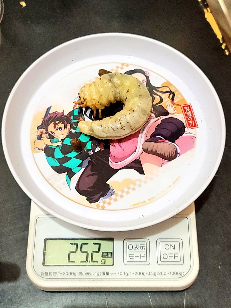 JJVENTJJ's tweet photo. #ニジイロクワガタ 
幼虫のボトル交換
25.2g✨幼虫体重自己ベスト更新😁
どれも20gオーバーと羽化が楽しみです♪ https://t.co/fp6MtGduyV