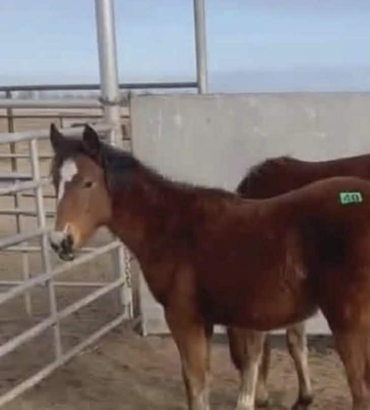 heartandhooves's tweet image. 💔💔DONNIE ANOTHER ORPHAN TORN AWAY FROM HIS MOTHER JUST TO BE BOUNCED AROUND💔💔 Donnie is just a baby and he needs your help. He is so young and deserves so much more! Let’s help give this boy a chance! 

paypal.com/donate/?campai…