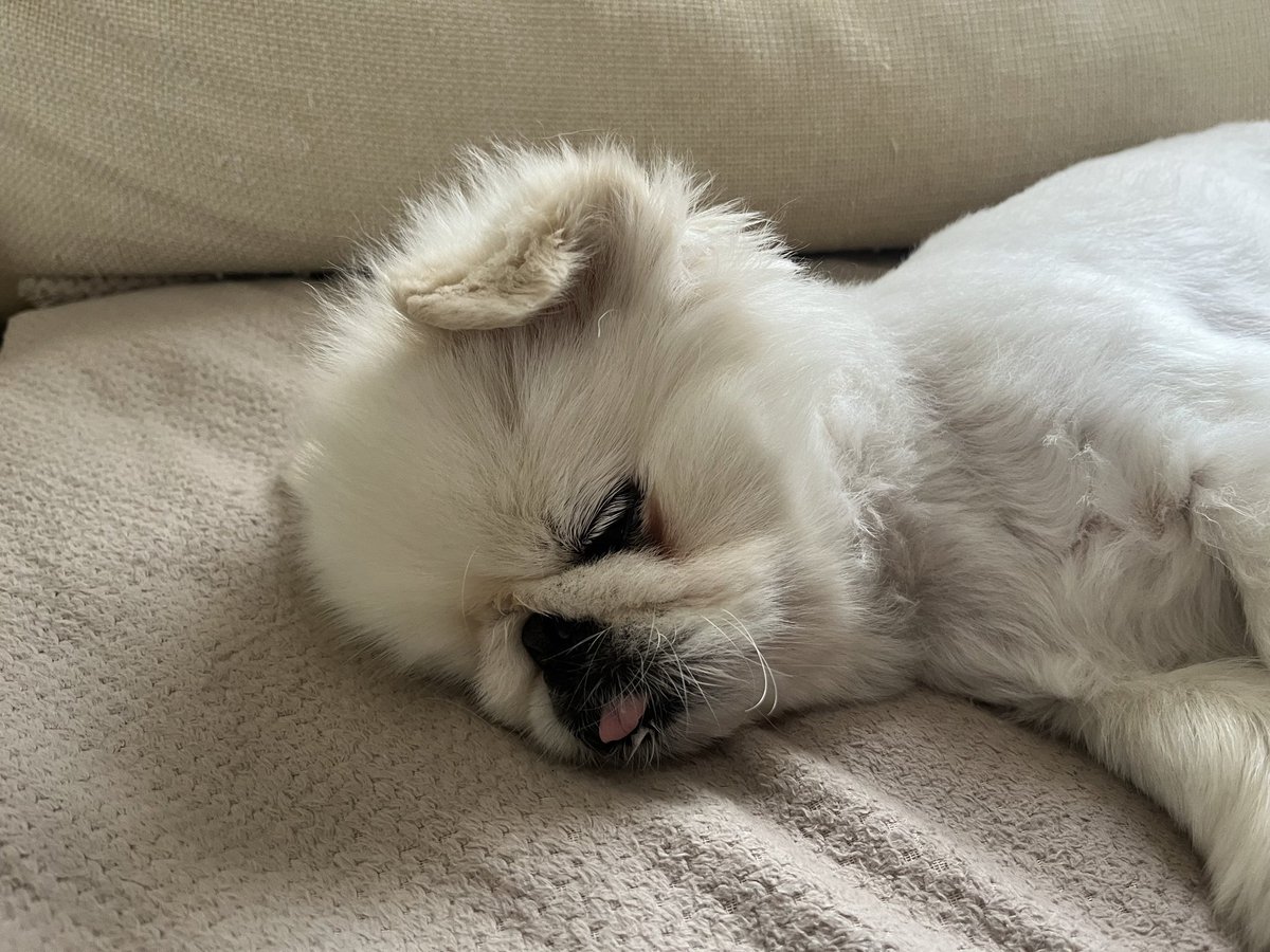 こっちゃんもかわいい (@inuparty_) on Twitter photo 