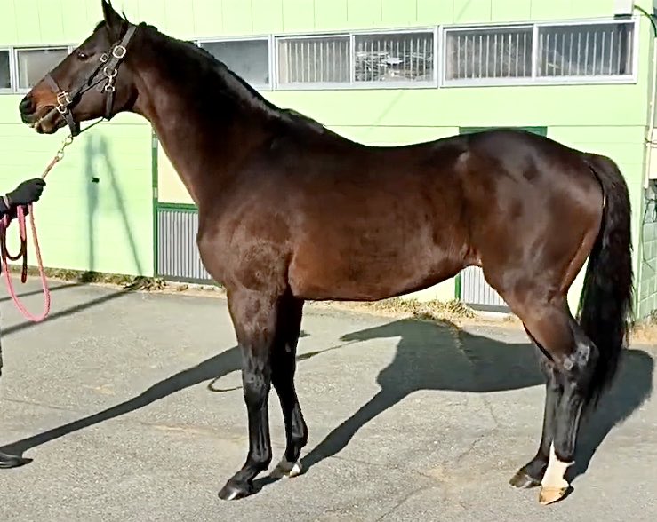 しろまる (@shiro1maru) / Posts / X