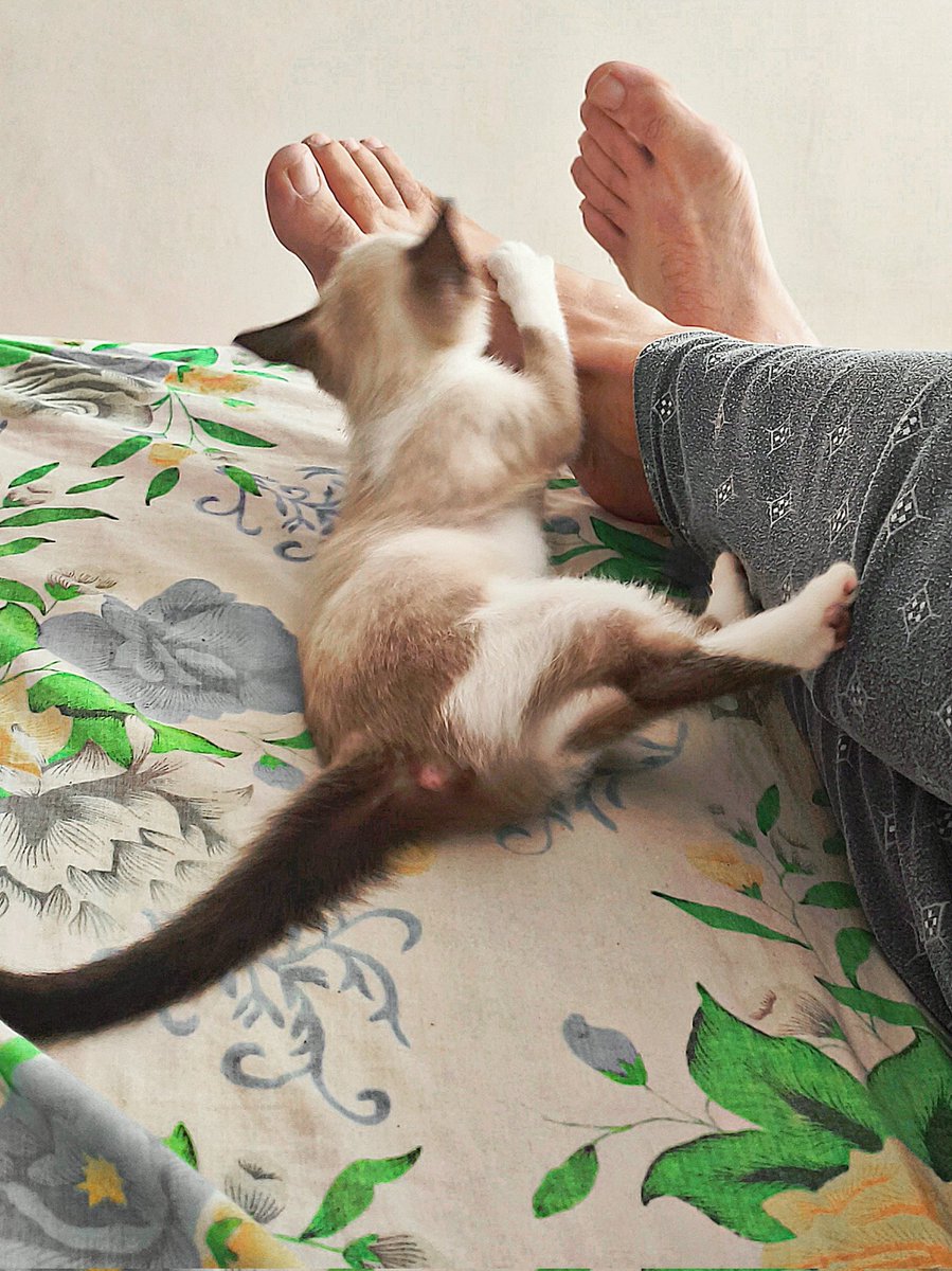 Playful kitty 
😺👣