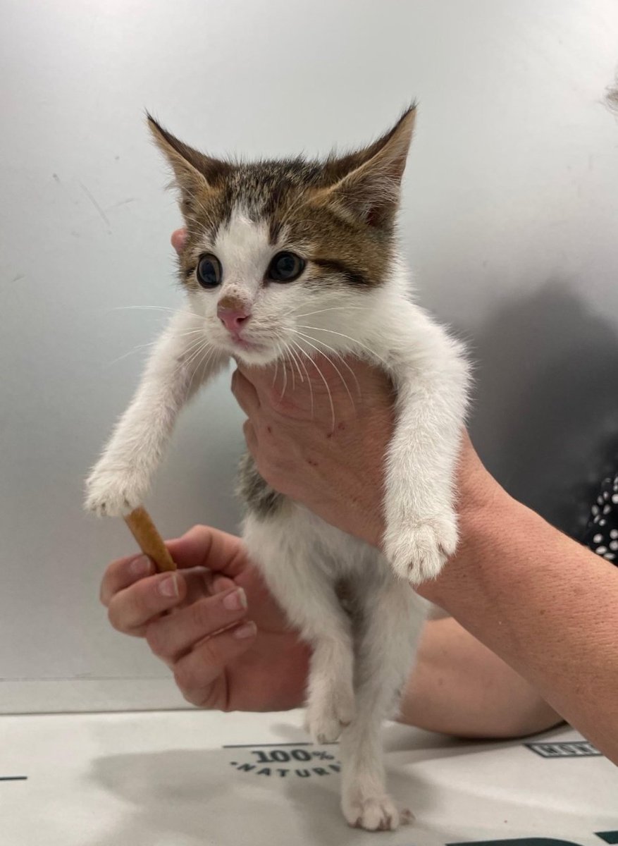 #XarxaBarcelonaAdopcions
#Lleida 

Lucy es  pura inocencia, pura vulnerabilidad, puro amor.

☎️WhatsApp: 611 262 013