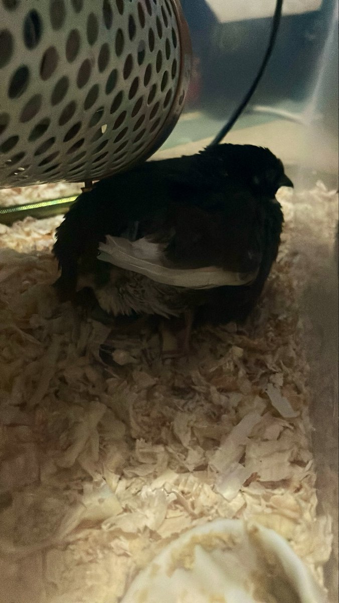 ポポチョロ🐦💨 (@1b4fc39ec9e04d3) / Posts / X