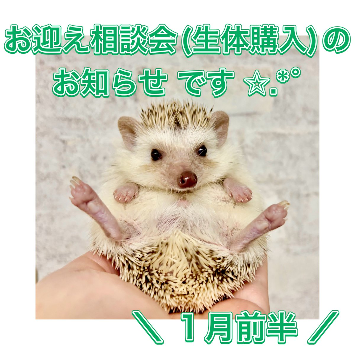 1月前半の #ハリネズミ さんのお迎え( #生体購入 )相談会の開催予定日