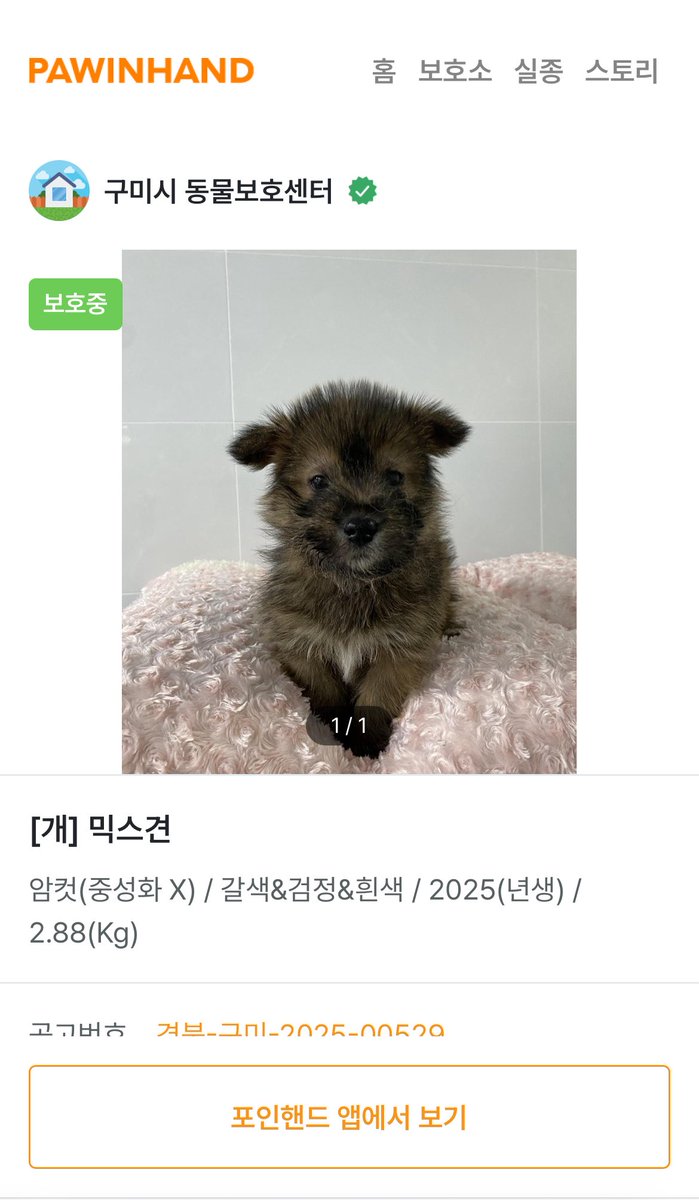 얘 아직 보호소에 있어 ㅠ