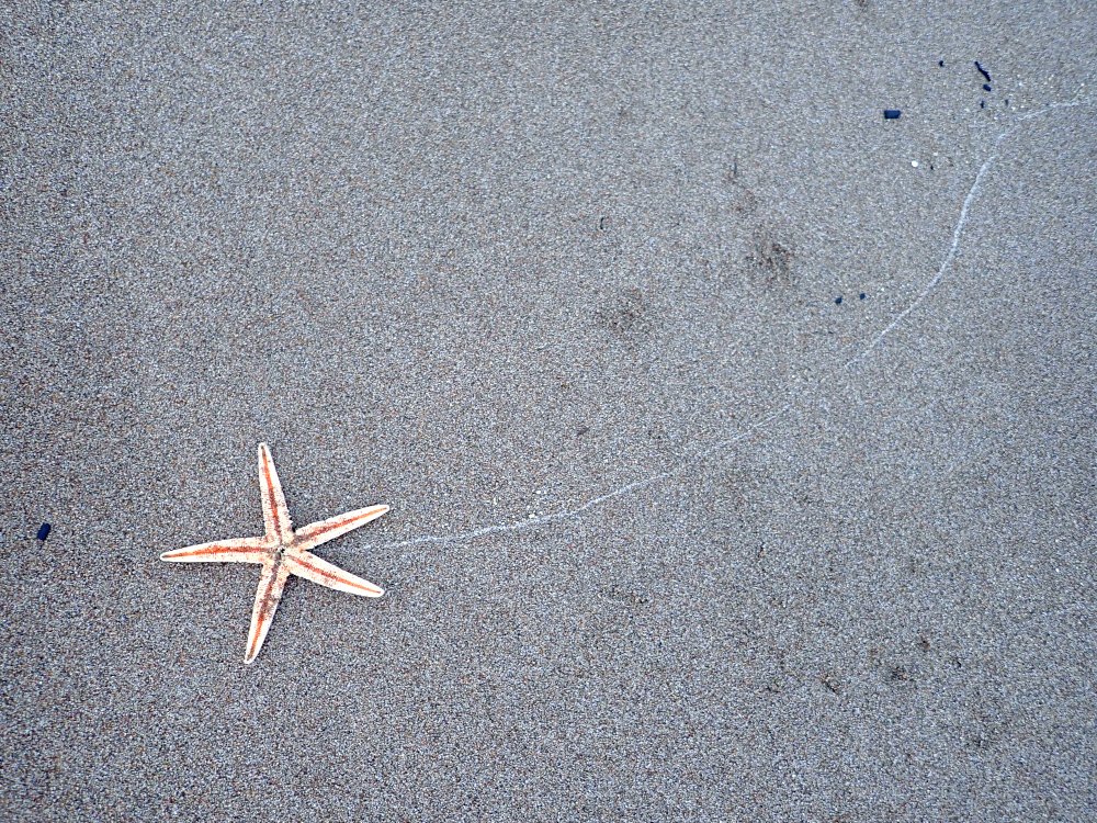 「2026年、夢が叶いますように」

おそらく今年は最後になる近所の海岸のお散歩、波打ち際に、オホーツク海からの流れ星を見つけました。きっと良い出来事のある兆しですね☆