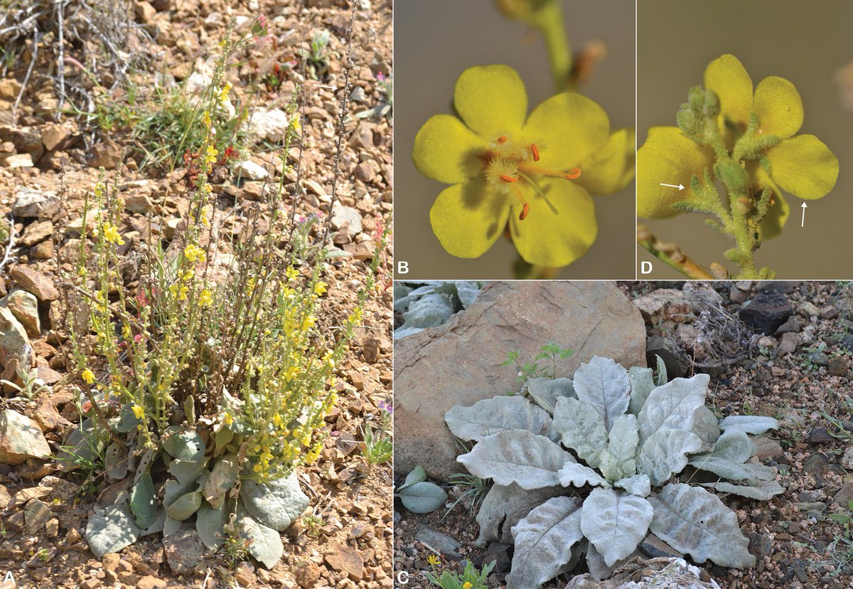 Saudi zoologist tweet media