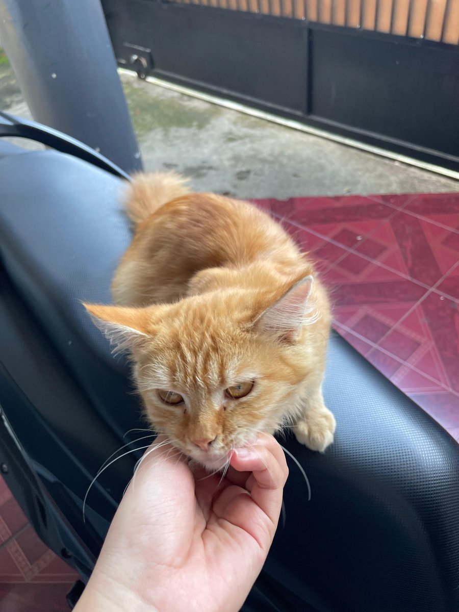 Open free adopt kucing cewek :

- bisa pup pipis di litter box
- aktif dan clingt

Syarat adopter :
- Pro steril
- Mau mengirimkan kabar saat sewaktu waktu ditanya 
- Mau merawat dan mengobati saat sakit

📍singosari, malang