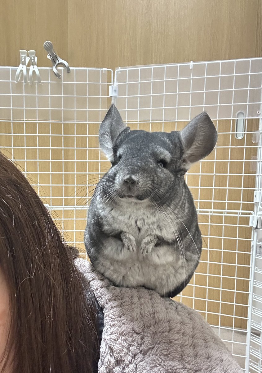 ちーこっこ🐭 (@koyukineko9) / Posts / X