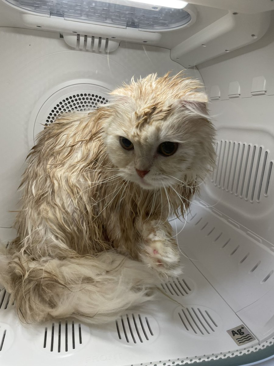 年末の猫洗い(乾燥中)