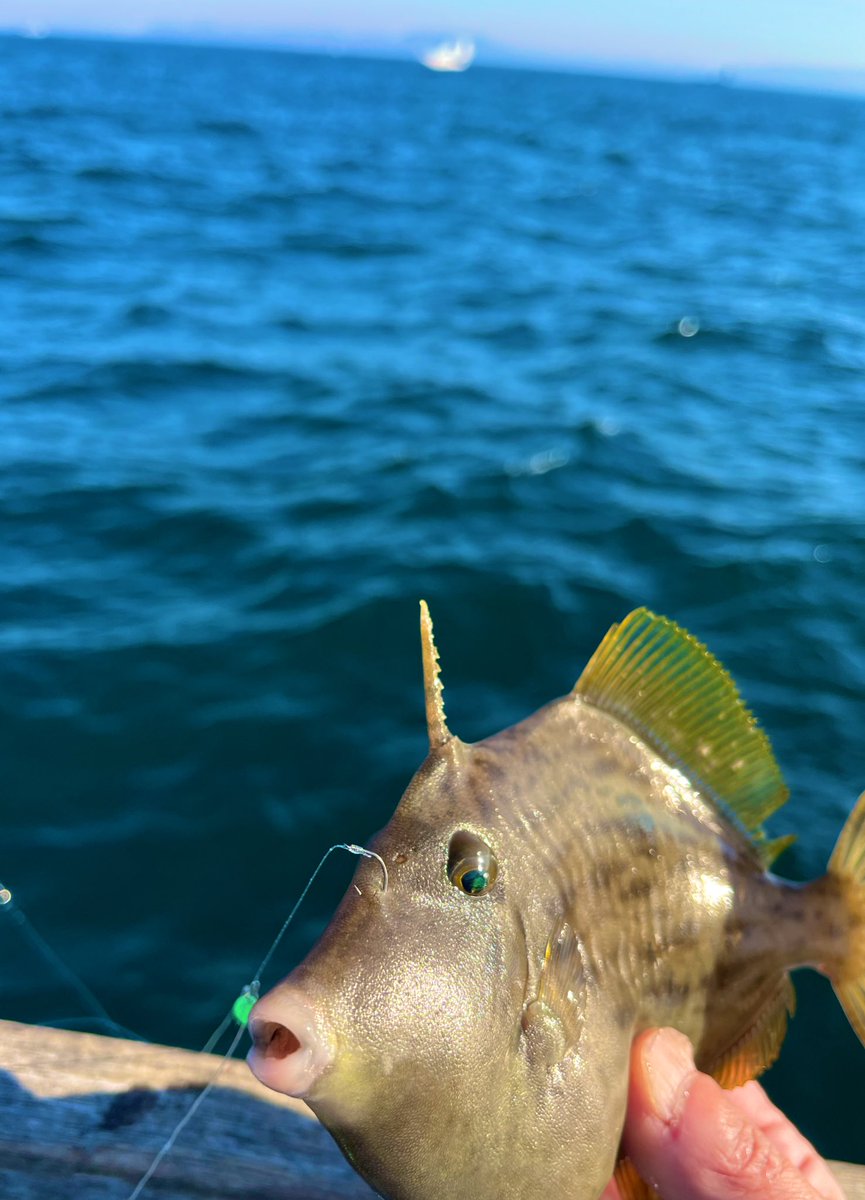 MurayuFishing's tweet photo. 2025年釣り納め🎣

試行錯誤の末、7枚🫠
前半バラし多めから盛り返せたので、なんとかスッキリ納めました🥳

みなさま、良いお年を🎍 https://t.co/GFiaPrxEpn