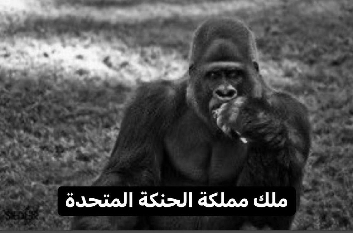 n9nx9's tweet photo. @SaudiNews50 هو بعد ما كان عنده مشروع توسعي لدويلته ونفوذ فالمنطقه بس فشل واندعس فالسودان وليبيا واليمن وصار مكروه منبوذ من المحيط https://t.co/8IYKpG8Rt6
