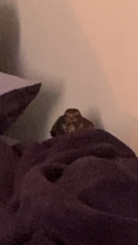 A BIRD JUST FLEW INTO MY ROOM