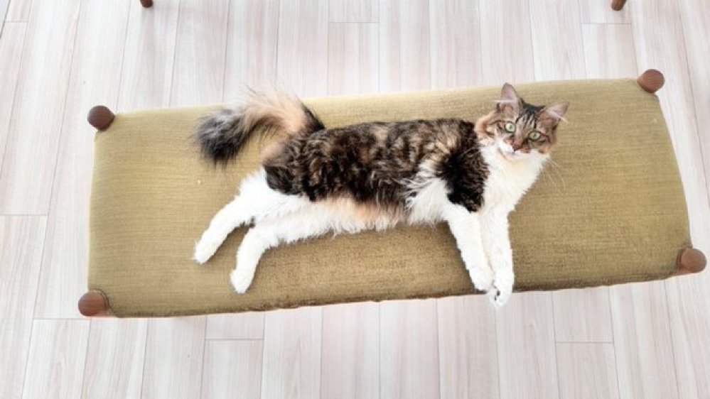 にゃんだ、座りたいのかい？🐈