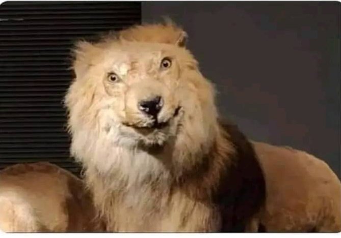 Motivational Speaker : There's a lion in everybody
The Lion in me :