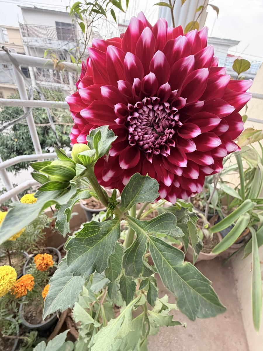 asimnyazee's tweet image. #TwoDay Chrysanthemum 
❤️❤️