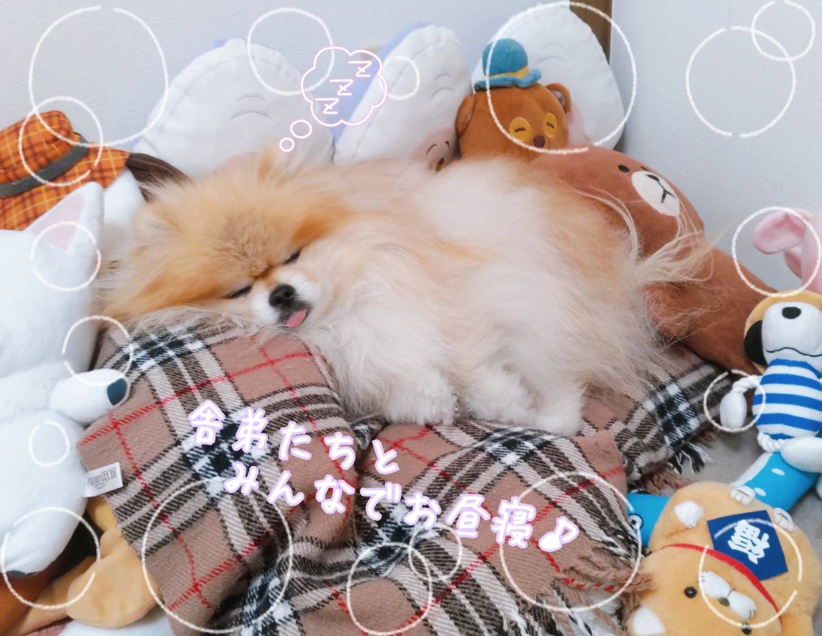 ポメまる様 ポメまる@配当投資 (@pomemaru5109) / Posts / X