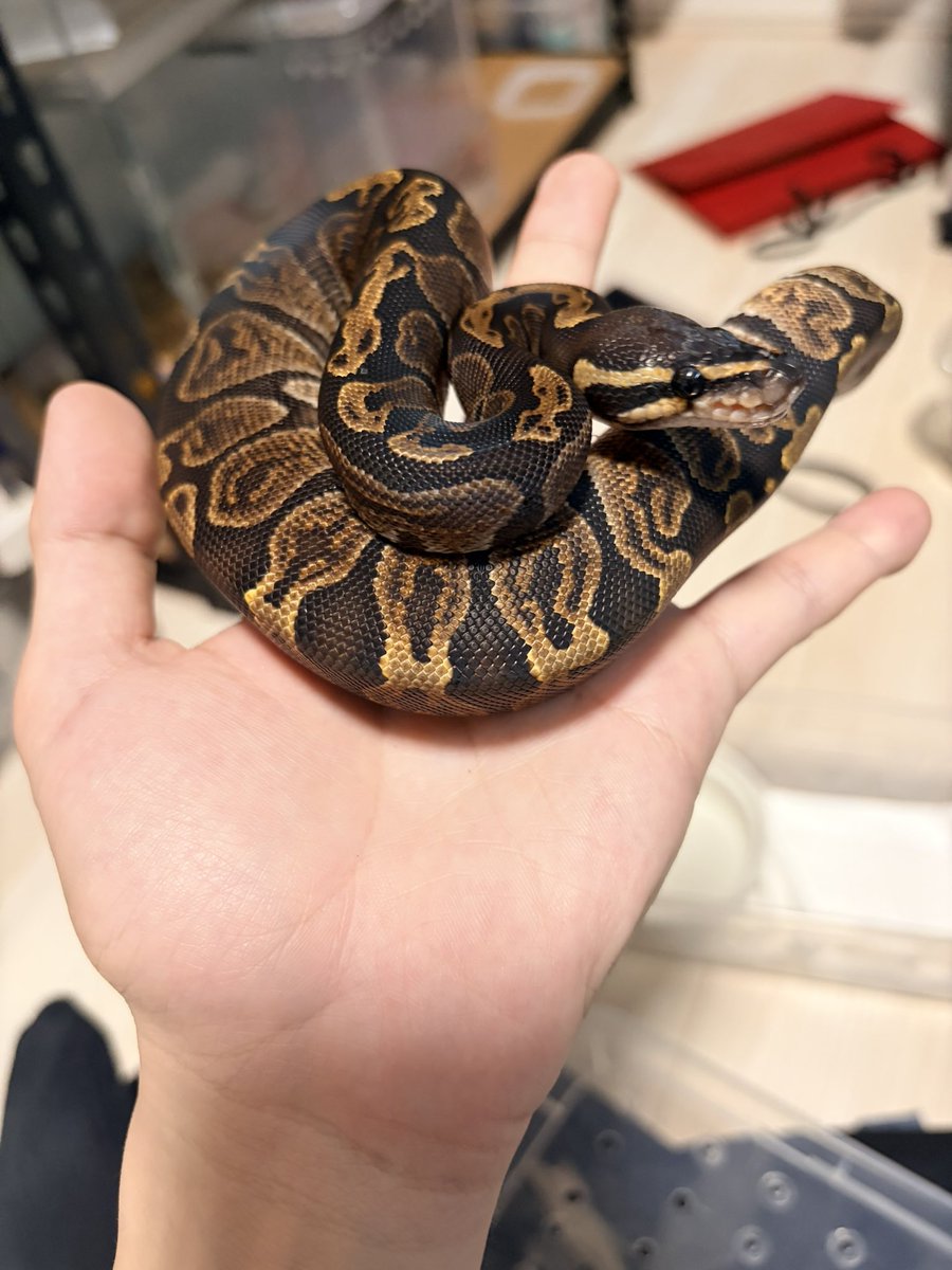 Post by クサリ🥀⛓️1/3 MULTI VERSE on X: 蛇たち①