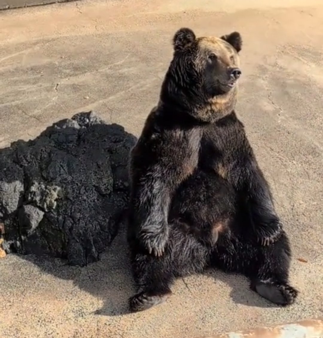 ryoki_Script's tweet image. 生の熊さん見て
あか牛丼食べて
阿蘇山の火山口見て
くまモングッズにニヤニヤして
今から帰ります🚗³₃