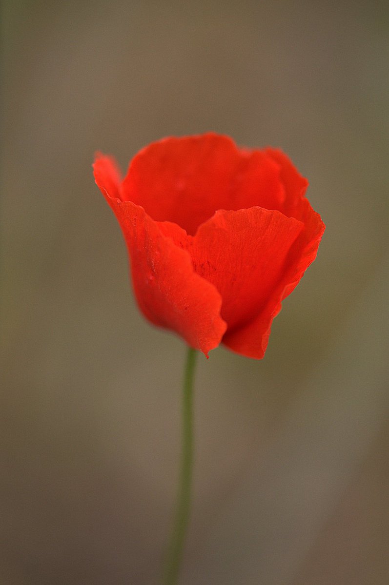 Külfetsiz, 
eyvallahsız,
kendiliğinden, 
bir günlük ömüre sığıyor tüm güzelliği.
Bundan belki içimizi ısıtması baktıkça.